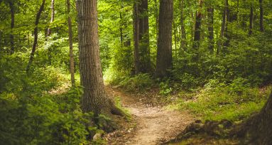 Grüner Wald mit Laubbäumen und einem Weg in der Mitte