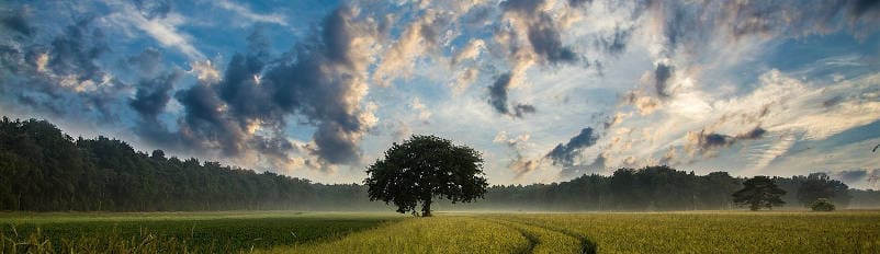 Erdbestattungen in Köln und Umgebung